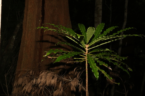Anopterus macleayanus (Anopterus macleayanus)