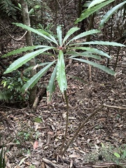 Anopterus macleayanus (Anopterus macleayanus)
