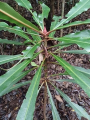 Anopterus macleayanus (Anopterus macleayanus)
