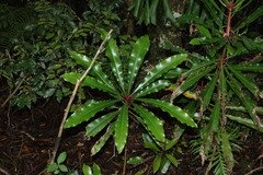 Anopterus macleayanus (Anopterus macleayanus)