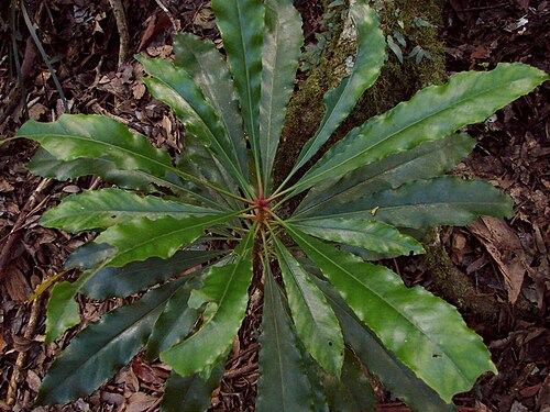 Anopterus macleayanus: Hopefully it will grow to a tree up to 15 m high. It has beautiful "lily of the valley" like flowers. Location : Lamington National Park, Queensland Australia N