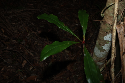 Anopterus macleayanus (Anopterus macleayanus)