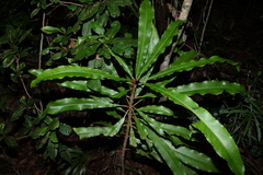 Anopterus macleayanus (Anopterus macleayanus)