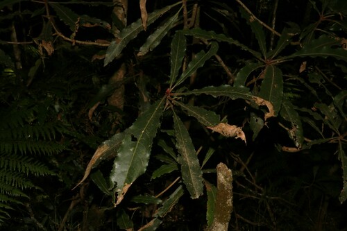 Anopterus macleayanus (Anopterus macleayanus)