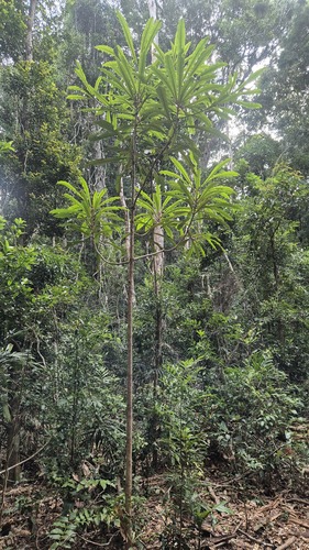 Anopterus macleayanus (Anopterus macleayanus)