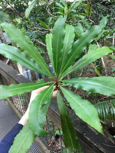 Anopterus macleayanus (Anopterus macleayanus)