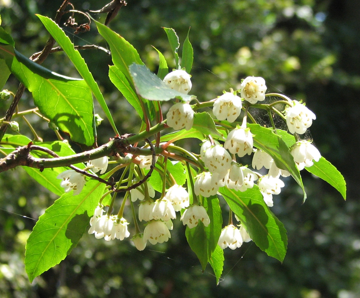 Anopterus macleayanus: Anopterus macleayanus (cultivated, labelled) Royal Botanic Gardens, Melbourne