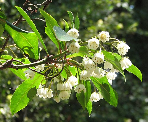 Anopterus macleayanus: Anopterus macleayanus (cultivated, labelled) Royal Botanic Gardens, Melbourne