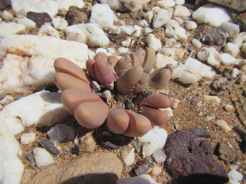 Antegibbaeum fissoides (Antegibbaeum fissoides)