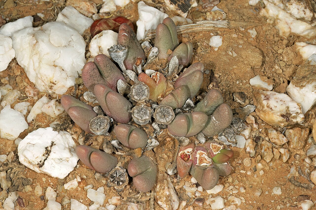 Antegibbaeum fissoides: Antegibbaeum fissoides , plant with old dry capsules; white quartz pebble field, karroid vegetation, Anysberg Nature Reserve, Laingsburg, western Little Karoo,