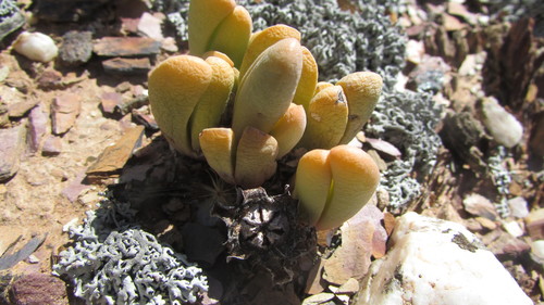 Antegibbaeum fissoides (Antegibbaeum fissoides)
