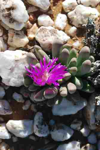 Antegibbaeum fissoides (Antegibbaeum fissoides)
