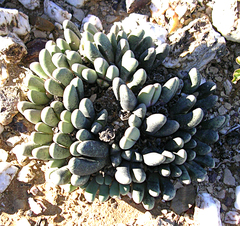 Antegibbaeum fissoides (Antegibbaeum fissoides)