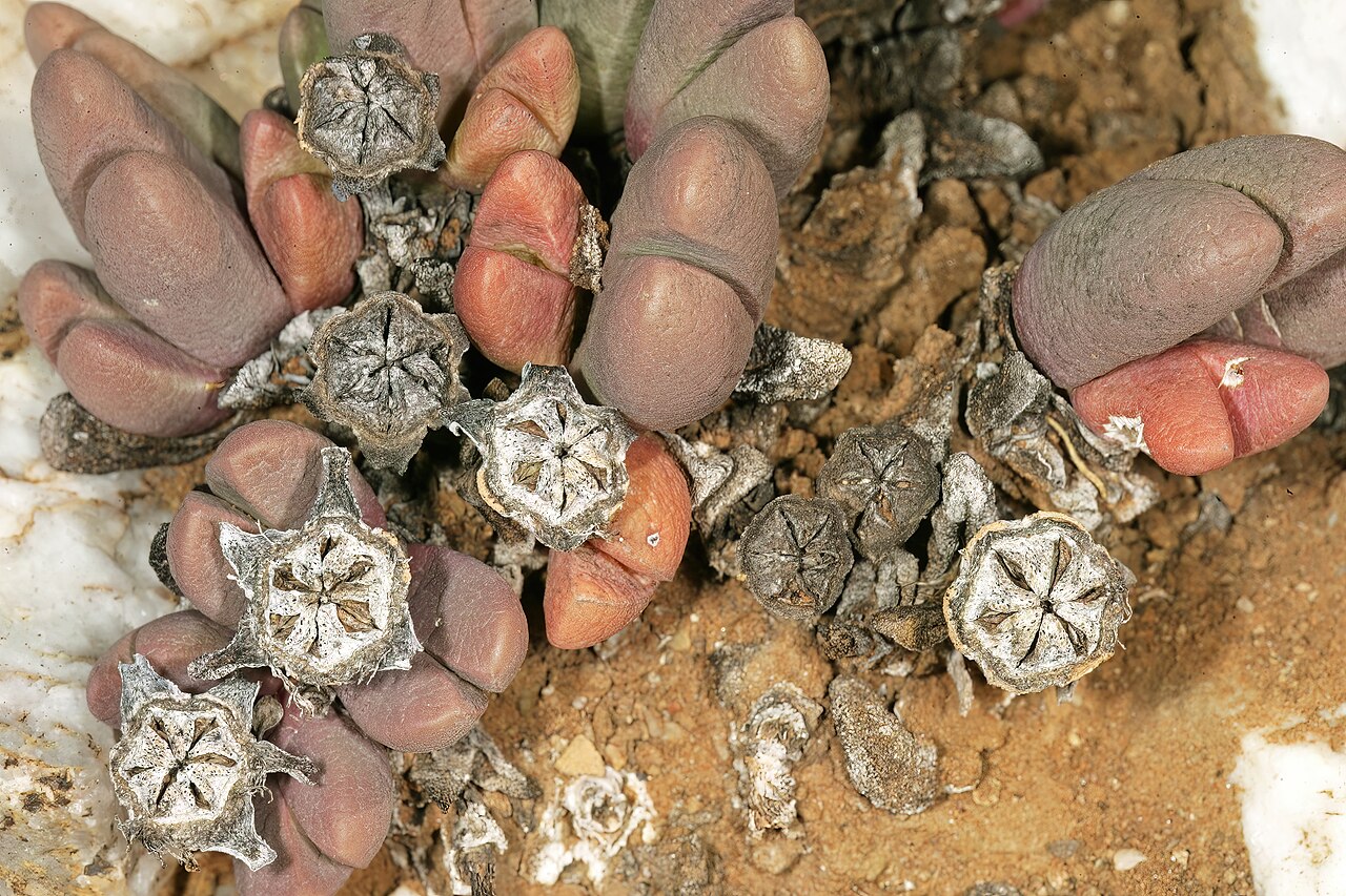 Antegibbaeum fissoides: Antegibbaeum fissoides , plant with old dry capsules; white quartz pebble field, karroid vegetation, Anysberg Nature Reserve, Laingsburg, western Little Karoo,