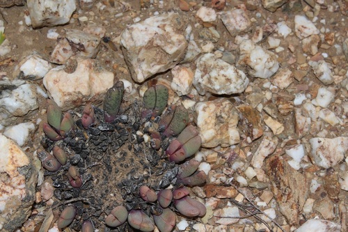 Antegibbaeum fissoides (Antegibbaeum fissoides)