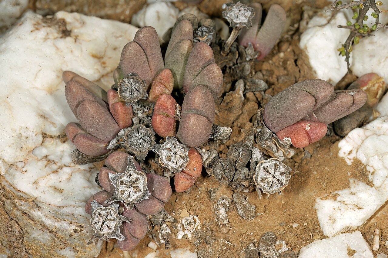 Antegibbaeum fissoides: Antegibbaeum fissoides , plant with old dry capsules; white quartz pebble field, karroid vegetation, Anysberg Nature Reserve, Laingsburg, western Little Karoo,