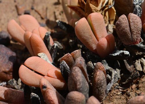Antegibbaeum fissoides (Antegibbaeum fissoides)