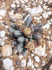 Antegibbaeum fissoides (Antegibbaeum fissoides)