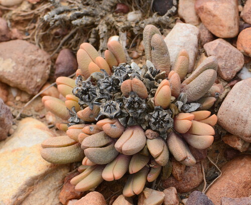 Antegibbaeum fissoides (Antegibbaeum fissoides)