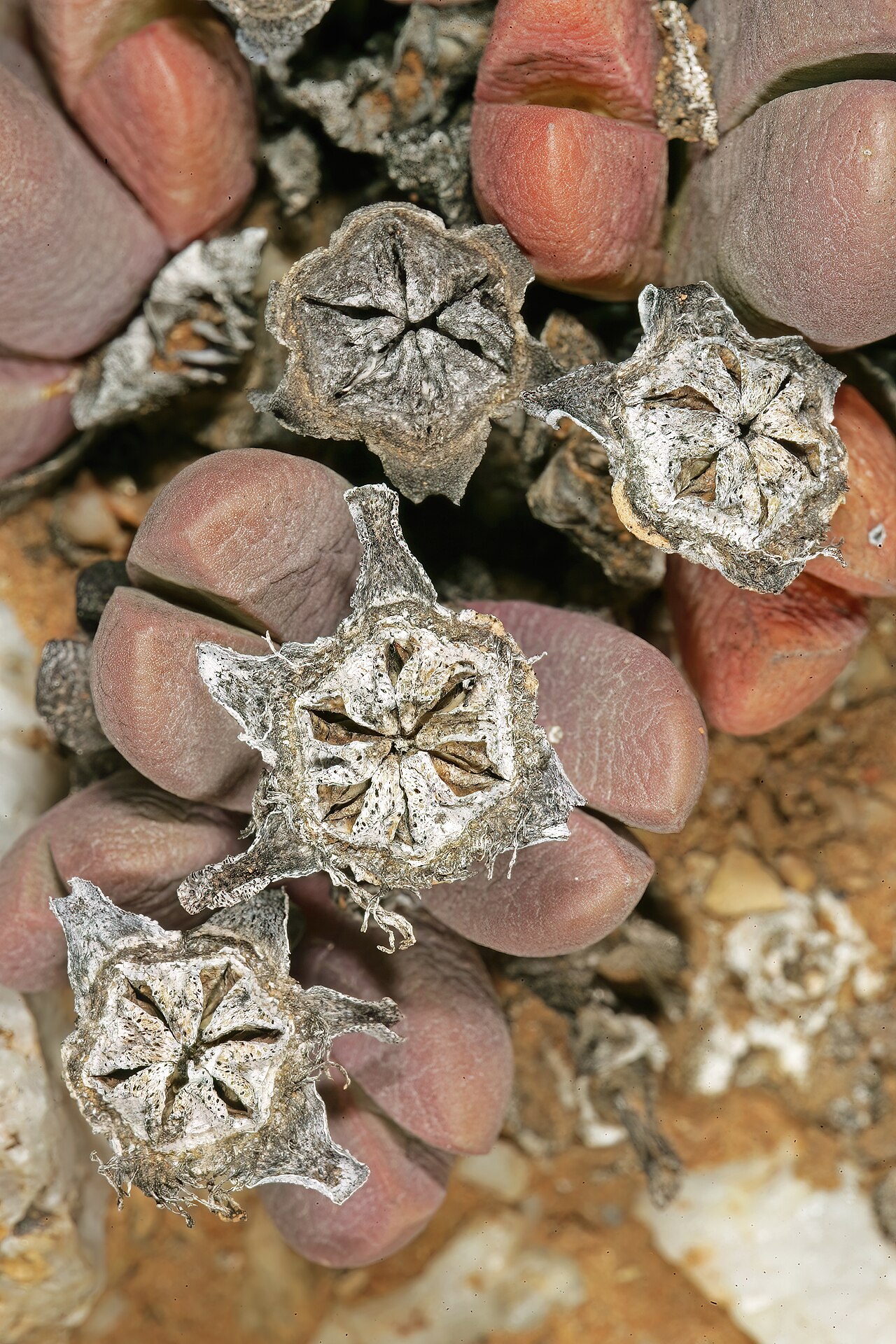 Antegibbaeum fissoides: Antegibbaeum fissoides , plant with old dry capsules; white quartz pebble field, karroid vegetation, Anysberg Nature Reserve, Laingsburg, western Little Karoo,