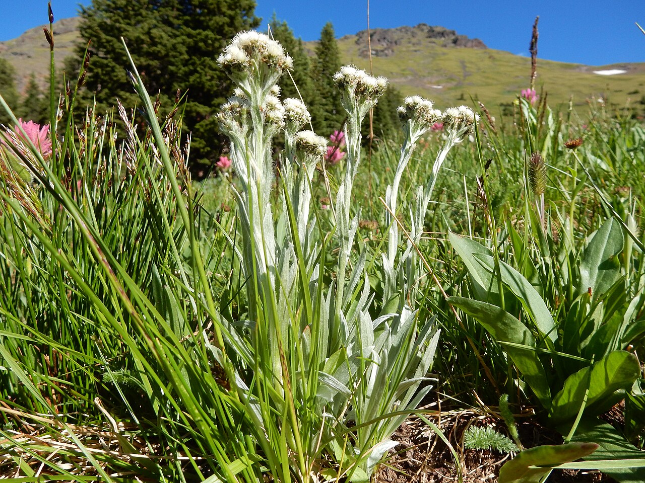 Alpine pussytoes: Alpine pussytoes is sporadic in the moist meadows of the Mount Blackmore cirque. Castilleja rhexifolia is the paintbrush species in the background.