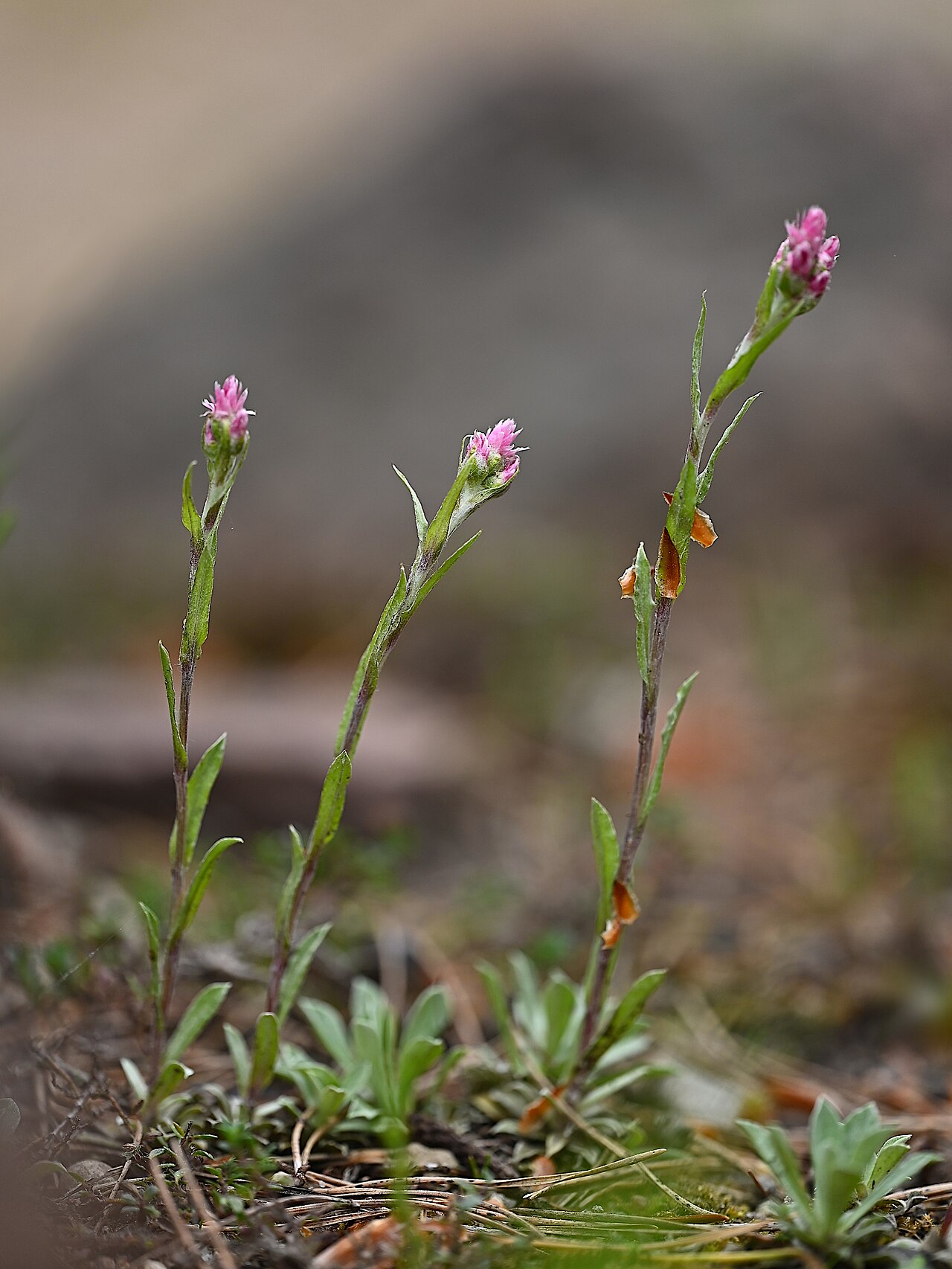 Alpine pussytoes: Antennaria alpina in the Botanischer Garten, Berlin-Dahlem