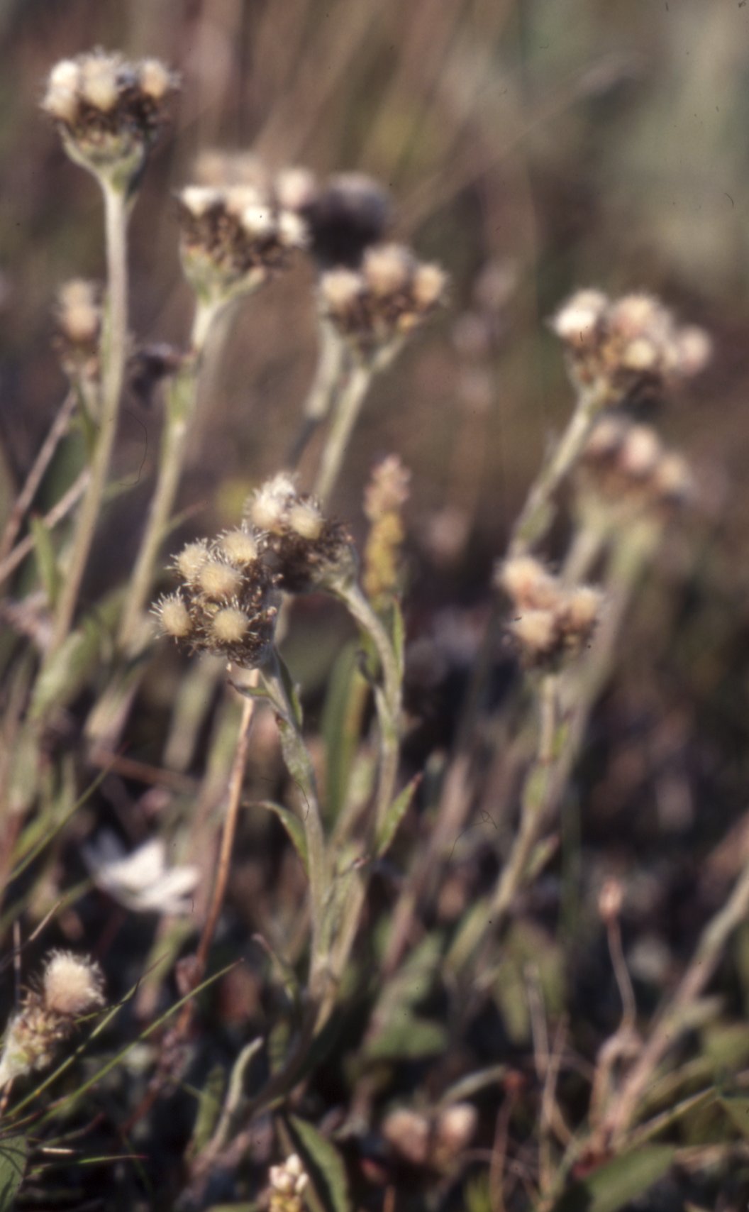 Alpine pussytoes: Antennaria alpina