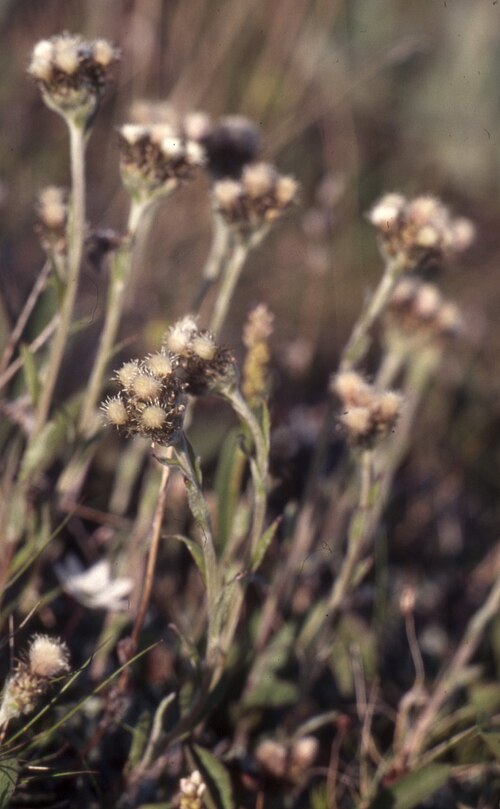 Alpine pussytoes: Antennaria alpina