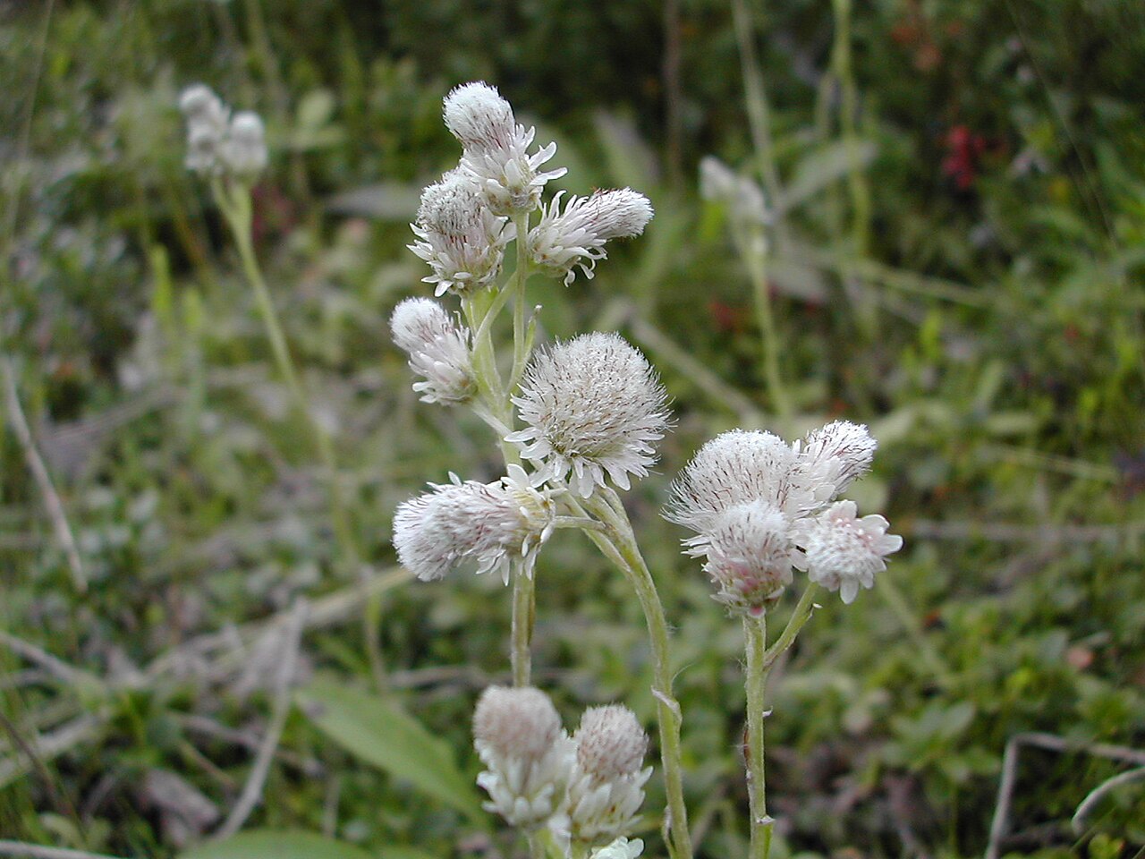 Alpine pussytoes: Antennaria dioica in Abisko, Sweden. Female flowers.