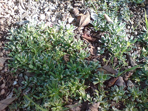 Alpine pussytoes: Antennaria alpina