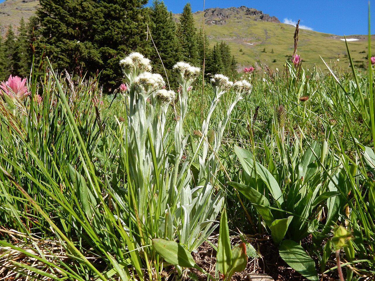 Alpine pussytoes: Alpine pussytoes is sporadic in the moist meadows of the Mount Blackmore cirque.