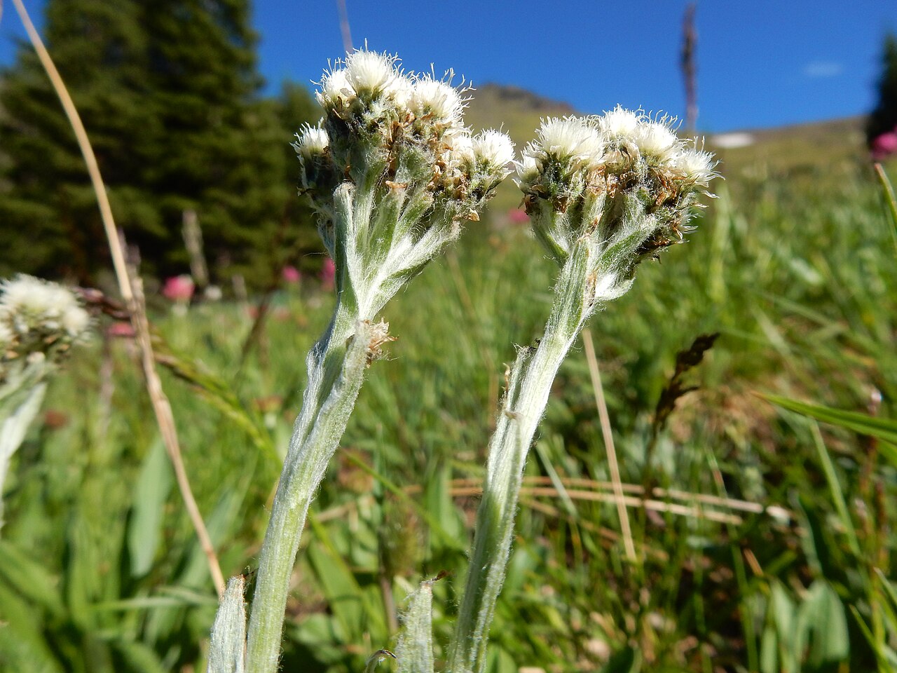 Alpine pussytoes: Alpine pussytoes is sporadic in the moist meadows of the Mount Blackmore cirque.