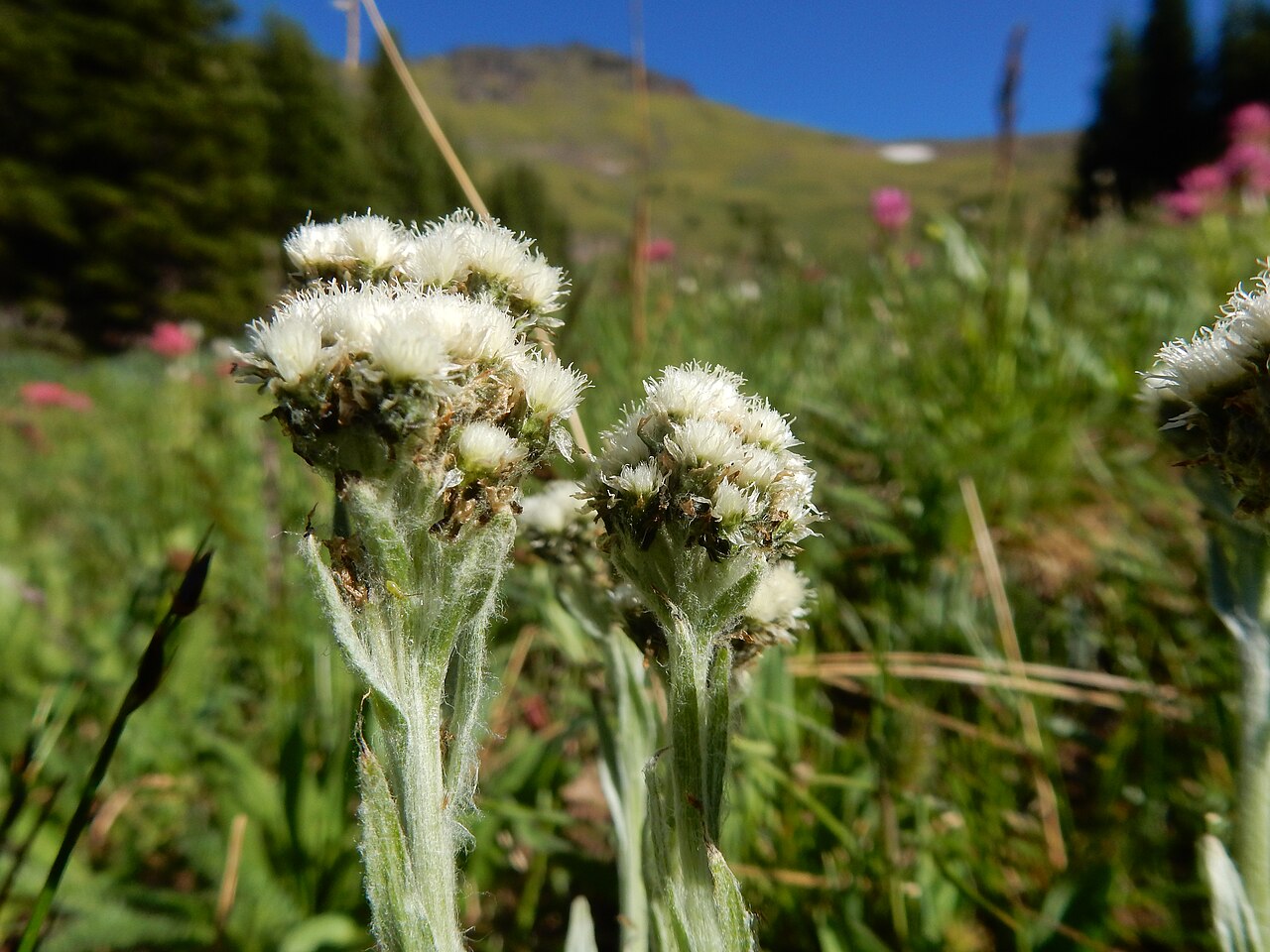 Alpine pussytoes: Alpine pussytoes is sporadic in the moist meadows of the Mount Blackmore cirque.