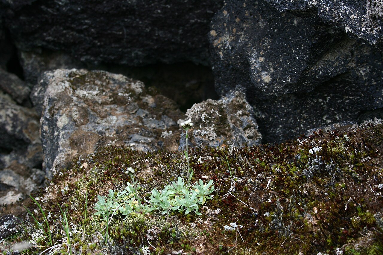 Alpine pussytoes: Fjällkattfot - Antannaria alpina0241