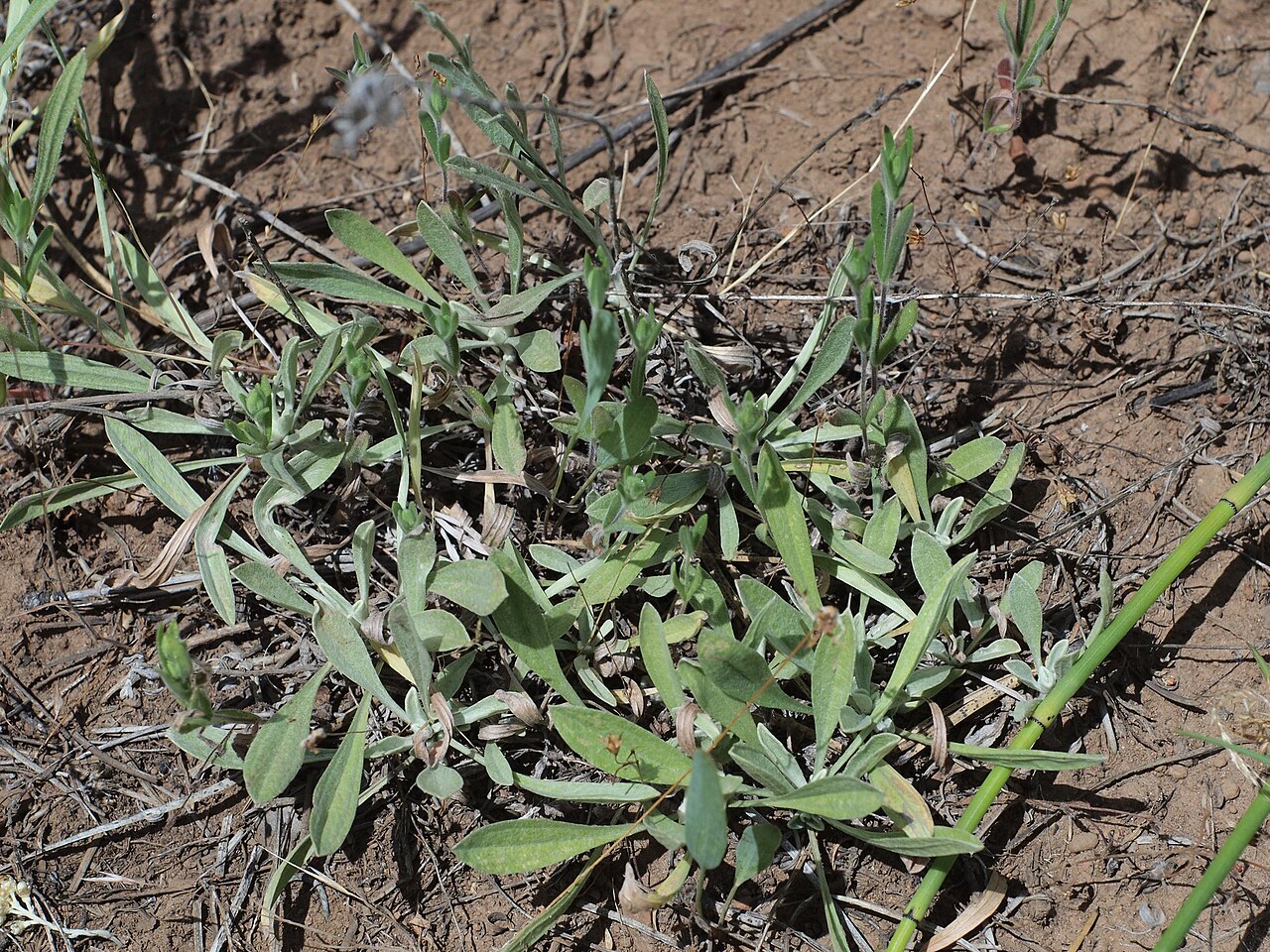 Silver pussytoes: Silver pussytoes ( Antennaria argentea ) in the United States