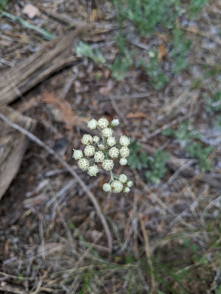 Silver pussytoes (Antennaria argentea)