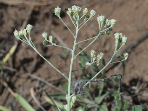 Silver pussytoes (Antennaria argentea)