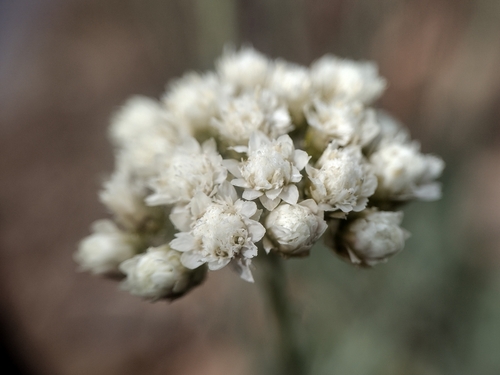 Silver pussytoes (Antennaria argentea)