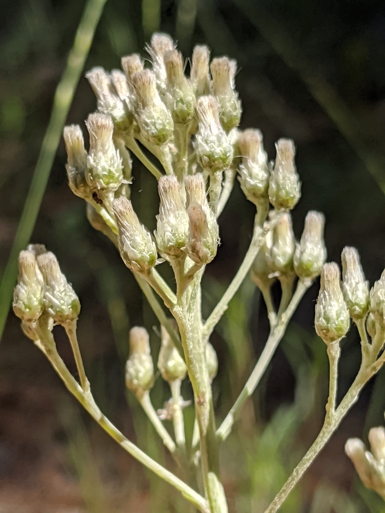Silver pussytoes (Antennaria argentea)