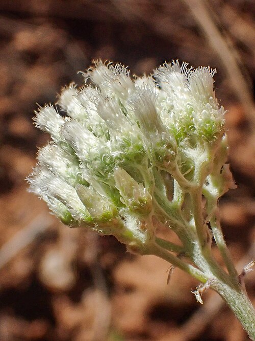 Silver pussytoes: Silver pussytoes ( Antennaria argentea ) in the United States