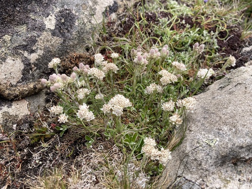 Stoloniferous pussytoes (Antennaria dioica)
