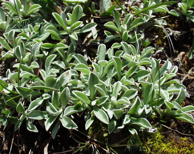 Stoloniferous pussytoes: (en) Antennaria dioica , a photography originating of the internet site http://sophy.u-3mrs.fr/ . The accord of the autor, H. Brisse, is here . (fr) Antennaria