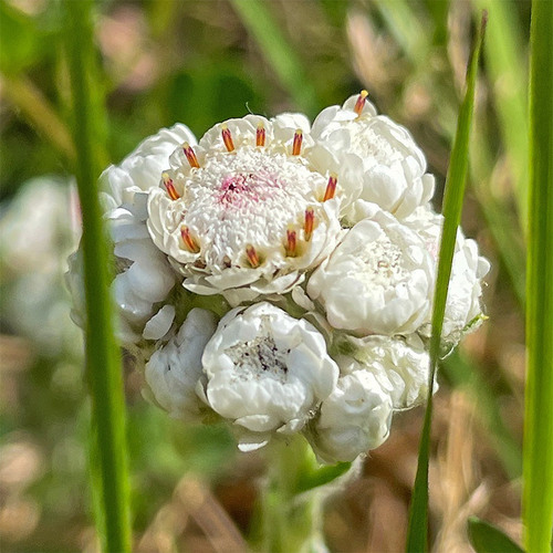 Stoloniferous pussytoes (Antennaria dioica)