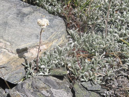 Stoloniferous pussytoes (Antennaria dioica)