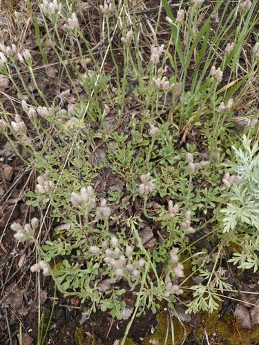 Stoloniferous pussytoes (Antennaria dioica)