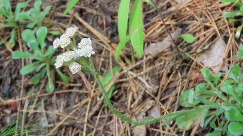 Stoloniferous pussytoes (Antennaria dioica)