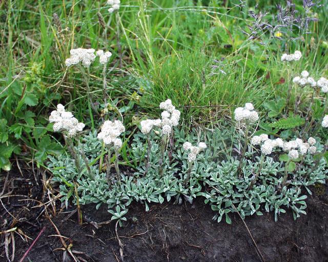 Stoloniferous pussytoes: (en) Antennaria dioica , a photography originating of the internet site http://sophy.u-3mrs.fr/ . The accord of the autor, H. Brisse, is here . (fr) Antennaria