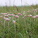 Stoloniferous pussytoes (Antennaria dioica)