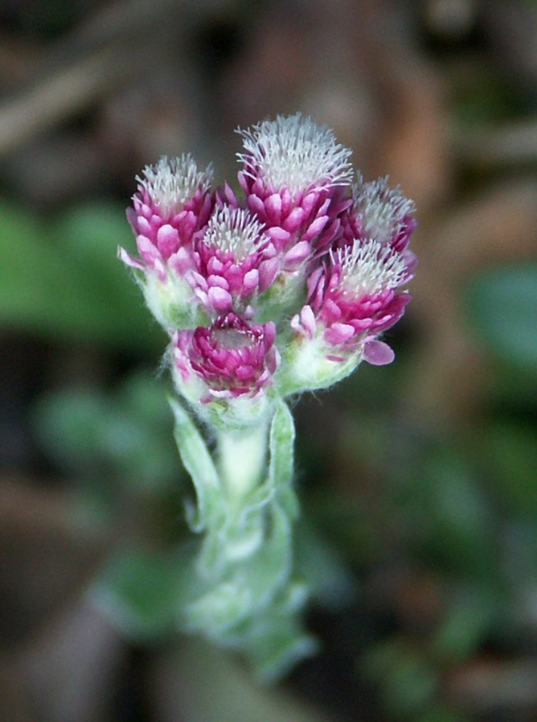 Stoloniferous pussytoes (Antennaria dioica)