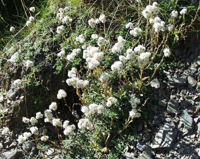 Stoloniferous pussytoes: (en) Antennaria dioica , a photography originating of the internet site http://sophy.u-3mrs.fr/ . The accord of the autor, H. Brisse, is here . (fr) Antennaria
